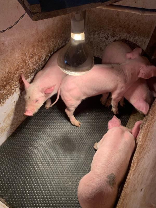 Schweinematte
