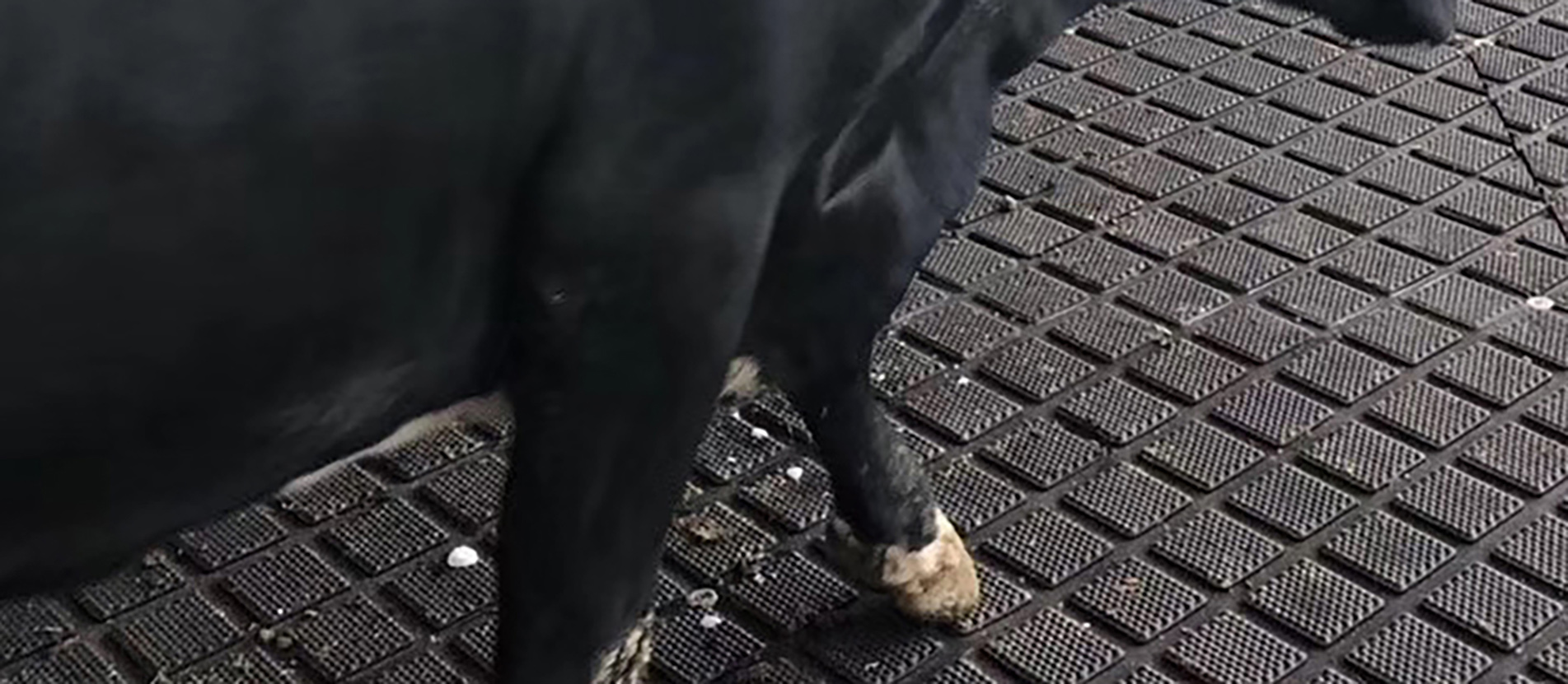 Professionelle Produktionsbasen für Tiermatten